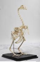 hen skeleton 0034